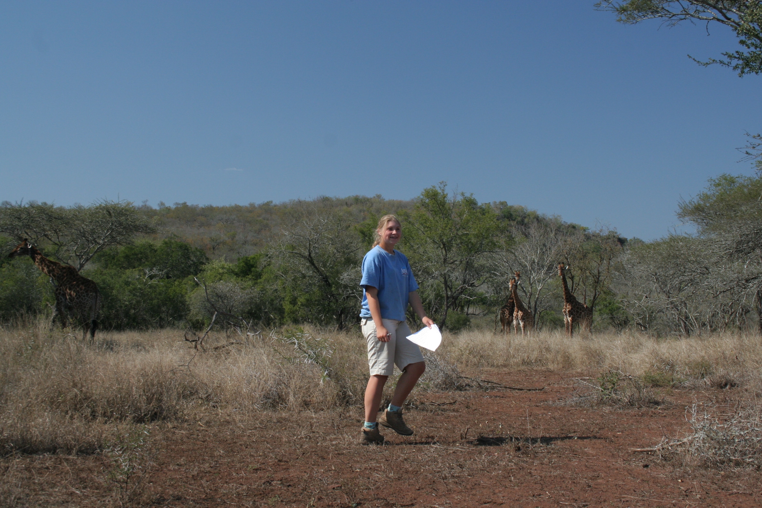 Studying giraffes