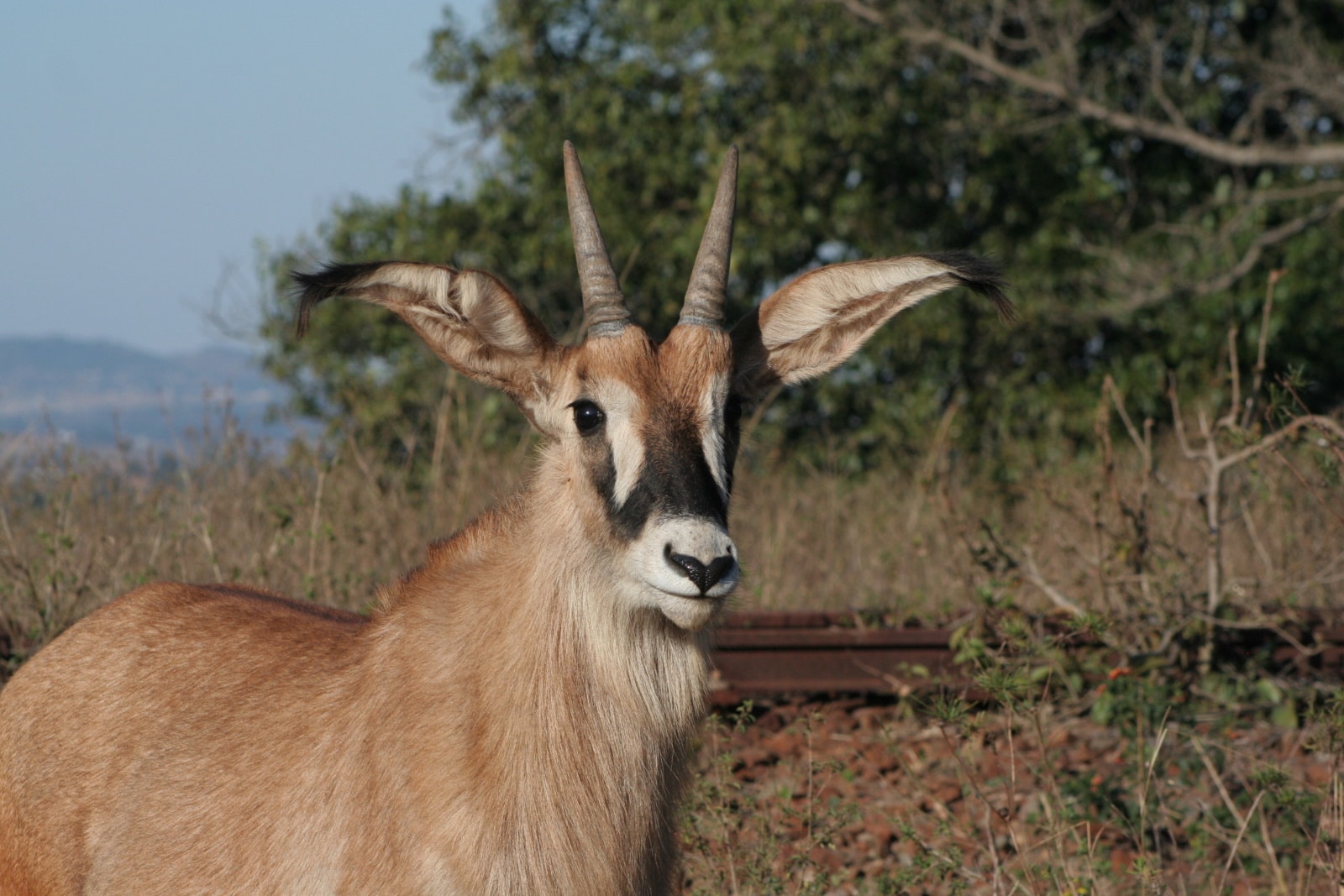 Friendly Roan Antelope in Eswatini