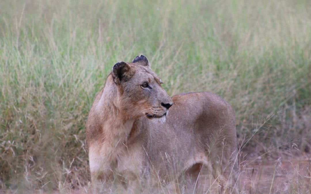 The lioness nearly had my bacon in Mana Pools