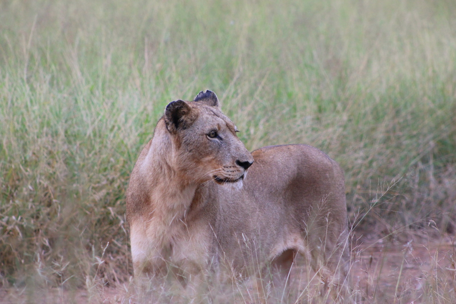 Lioness in Mana Pools