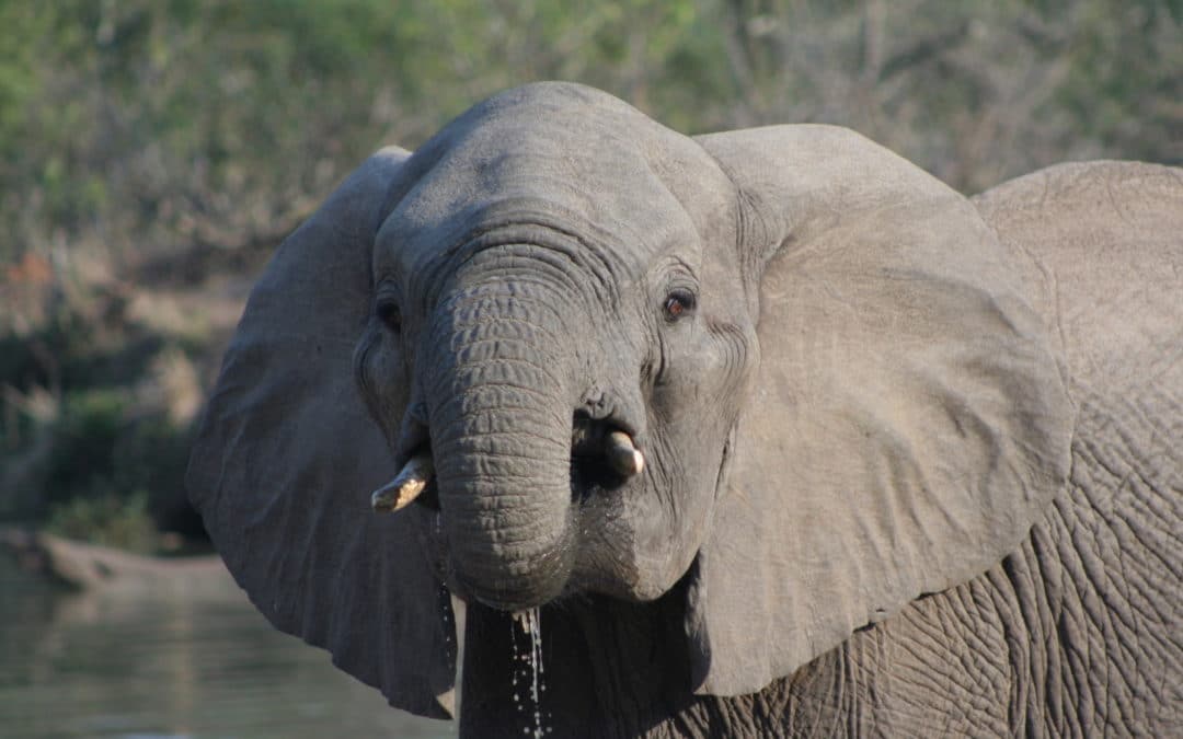 Transporting Elephants in Zimbabwe