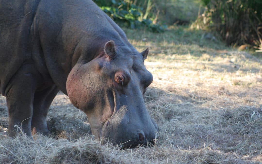 Hungry Hippos