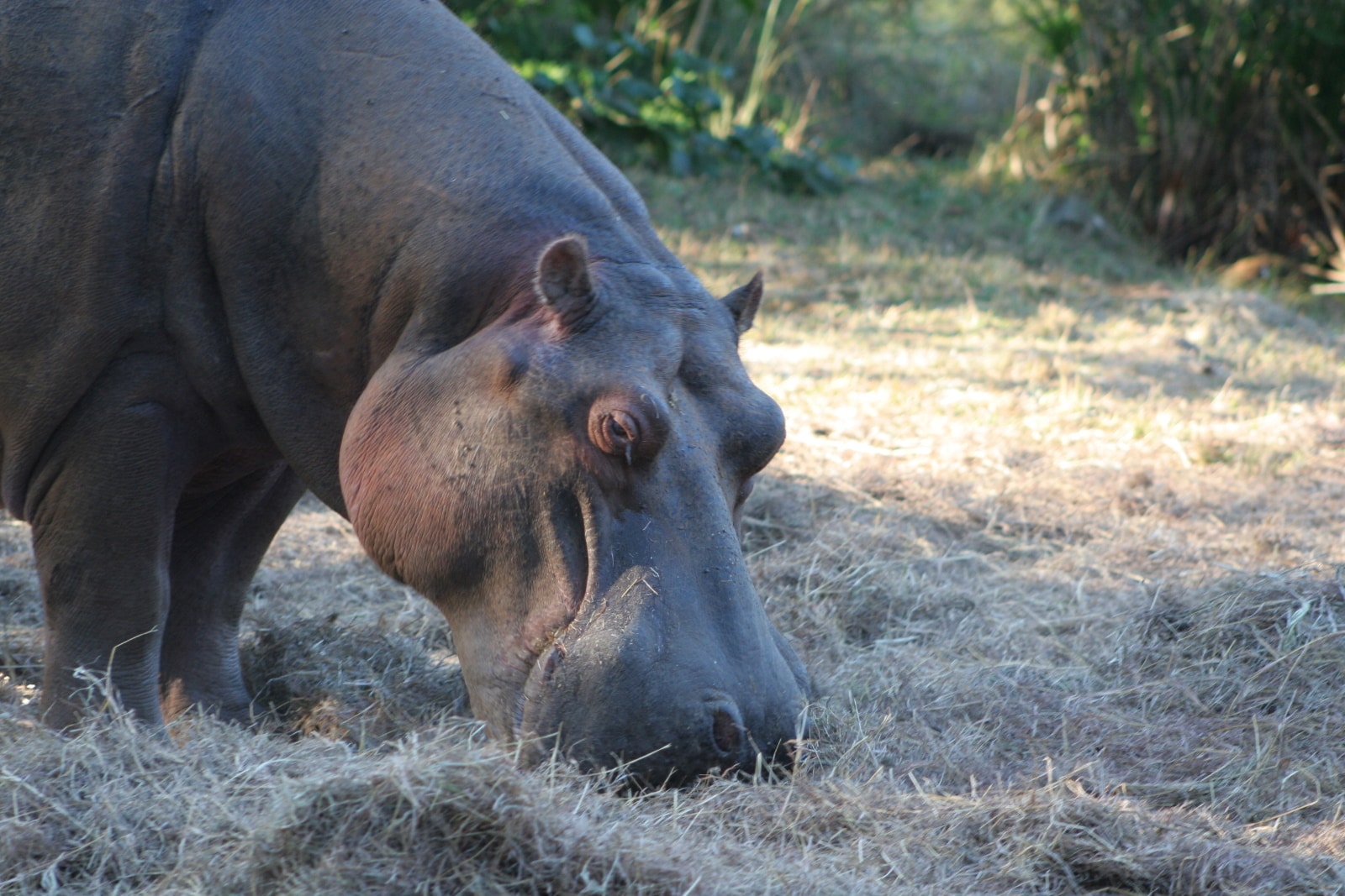 Hungry hippos