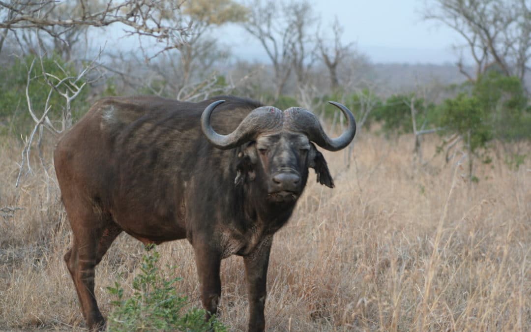Tracking buffalo in Zimbabwe – too close for comfort