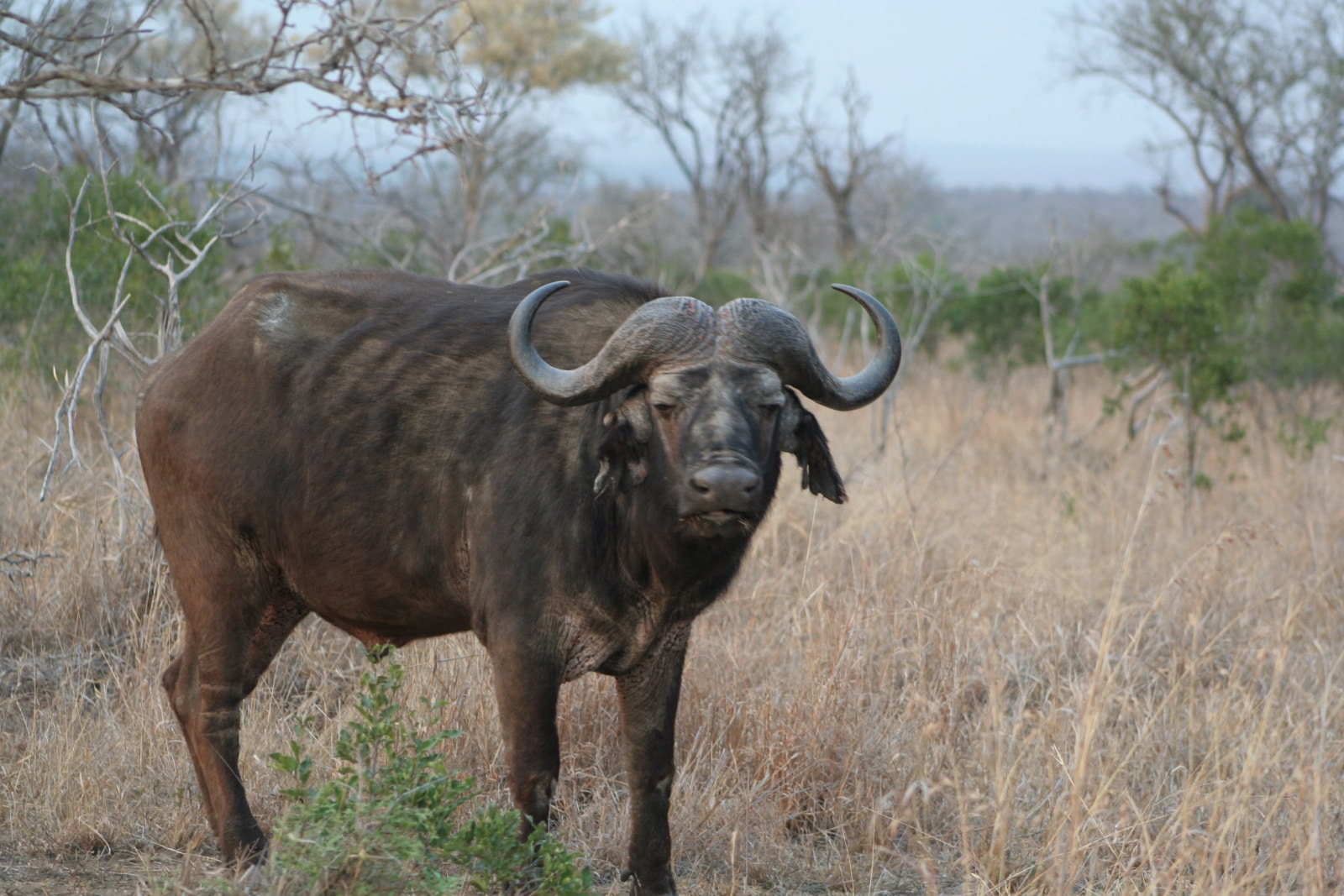 A buffalo standing in the grass