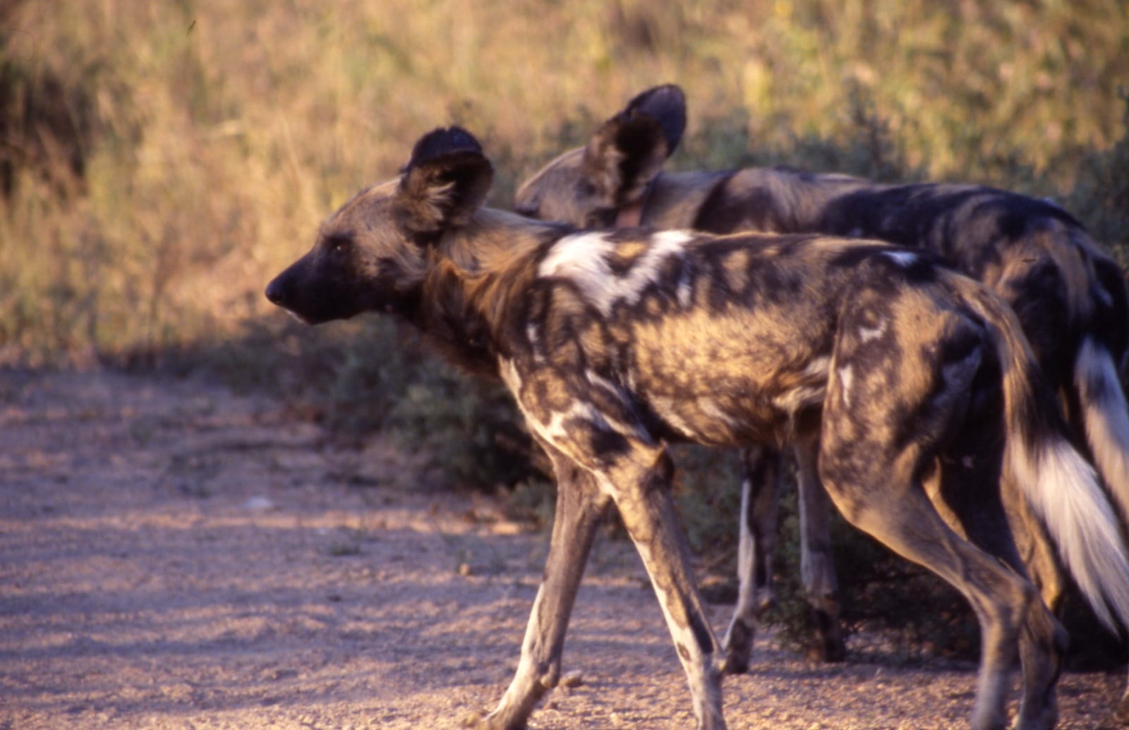 hyena