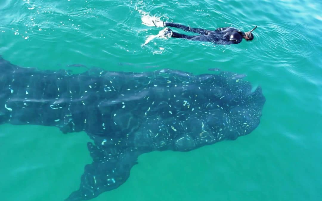 Swimming with Whale Sharks in Mozambique