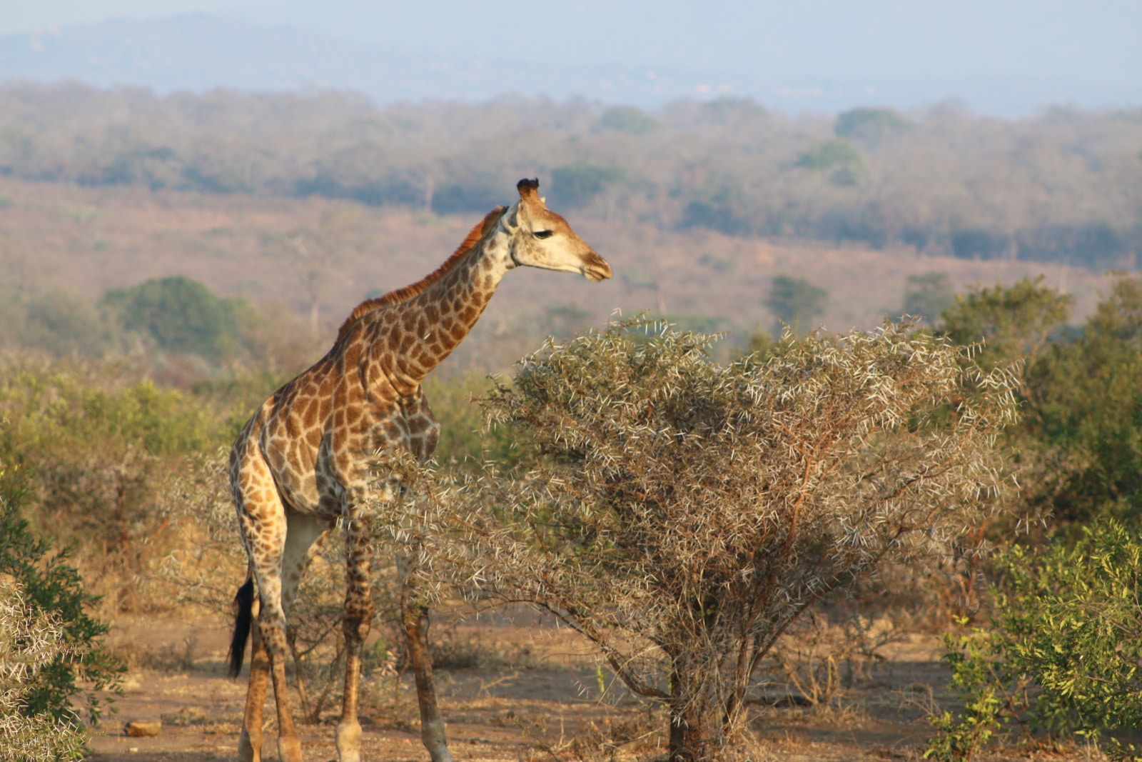 Lone Giraffe in Eswatini