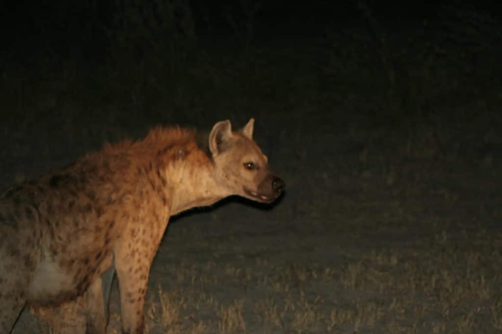 A Hyena in the dark