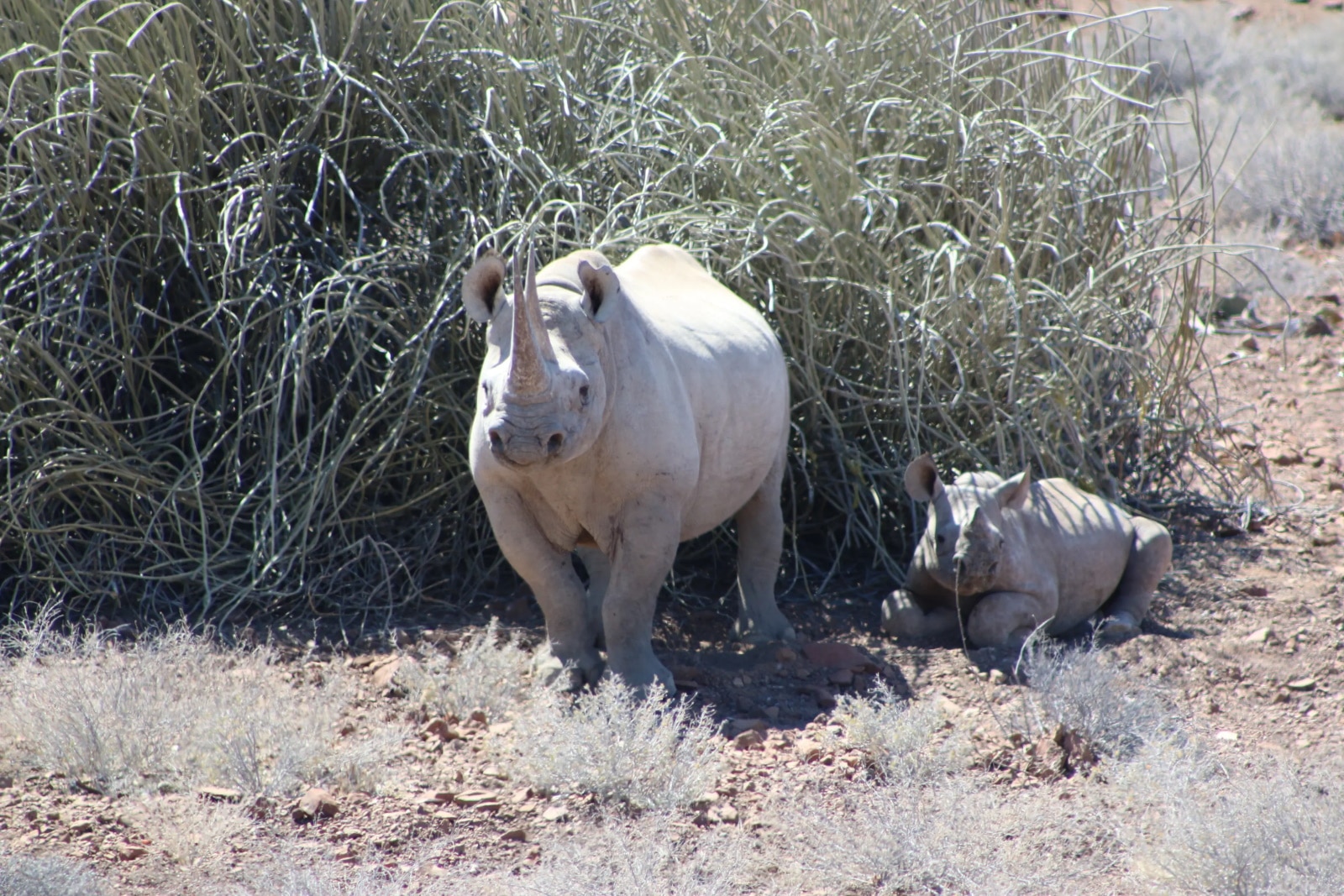 Desert rhino tracking in Damaraland