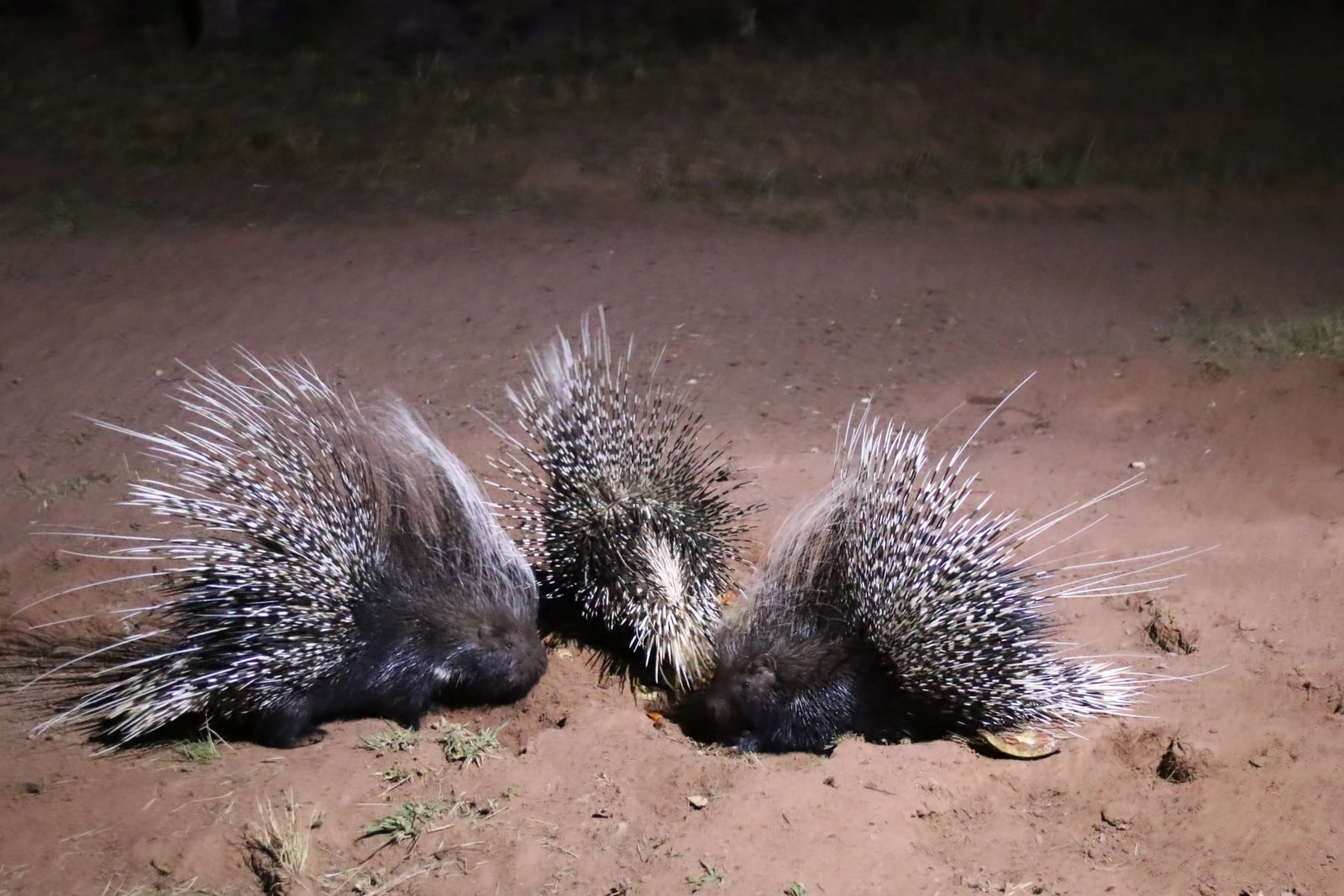 Prickly African Porcupines