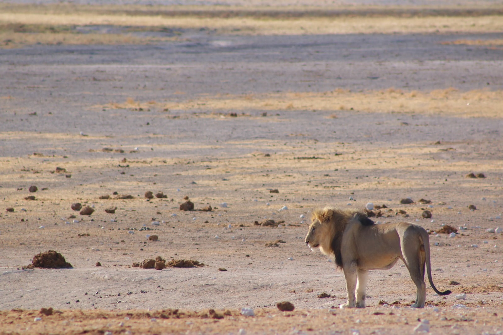 Solitary Lion in Namibia