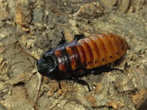hissing african cockroaches
