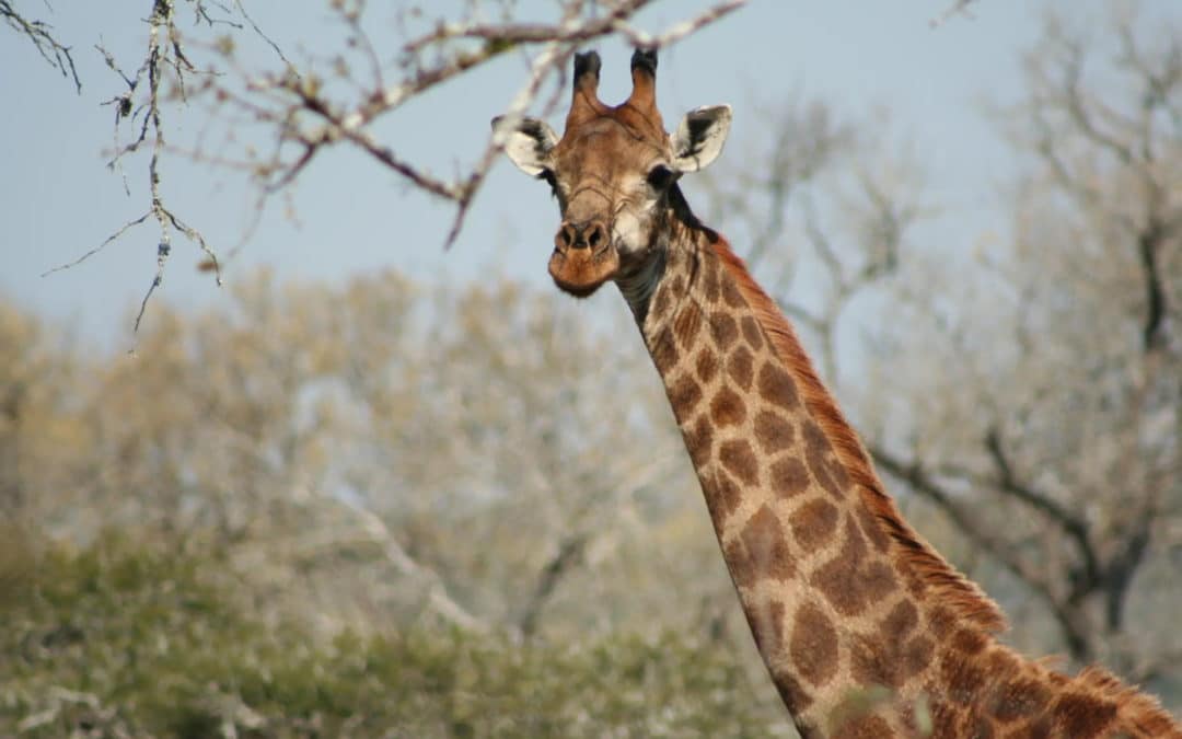 Walking with Giraffes in Eswatini