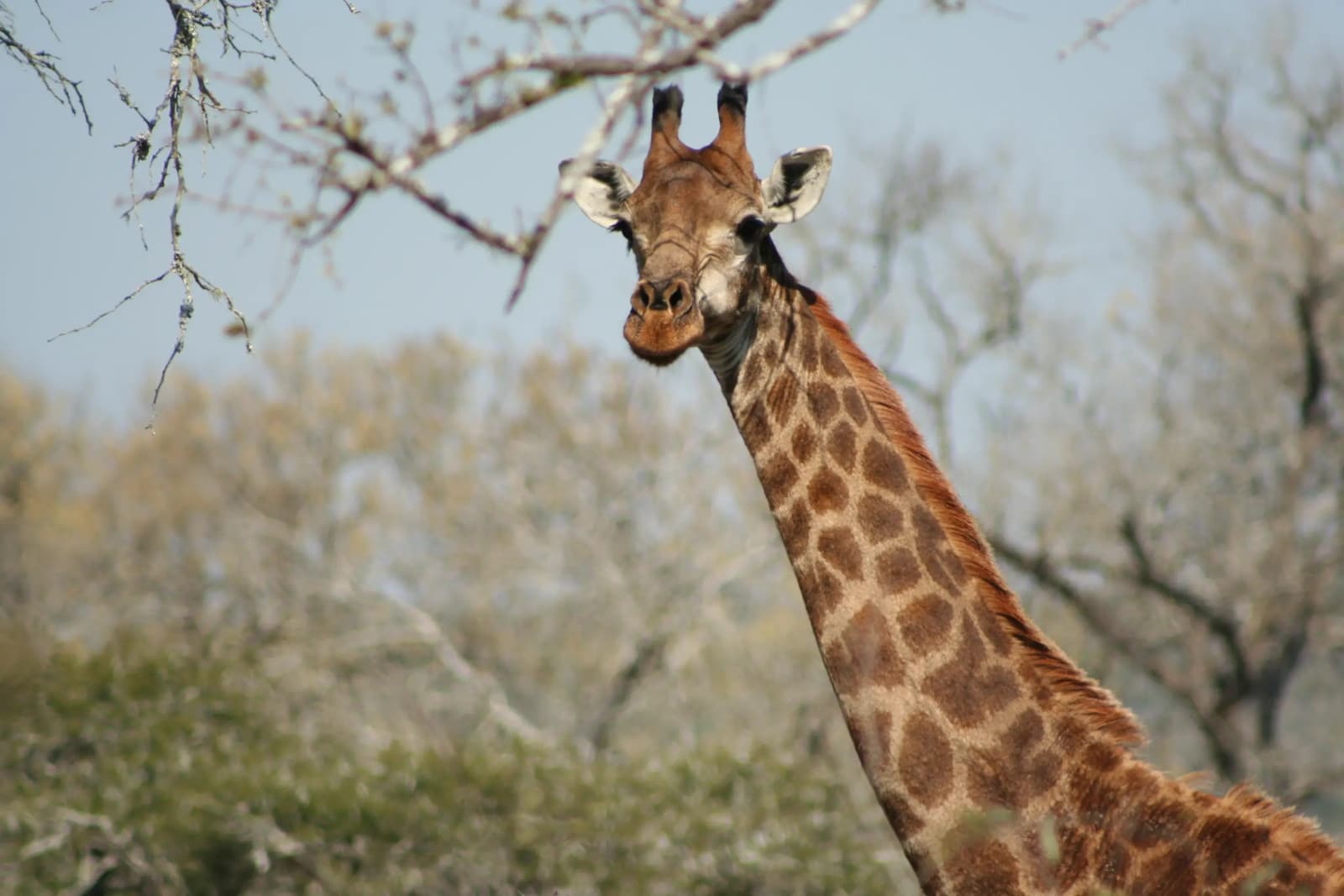 Giraffe in Eswatini
