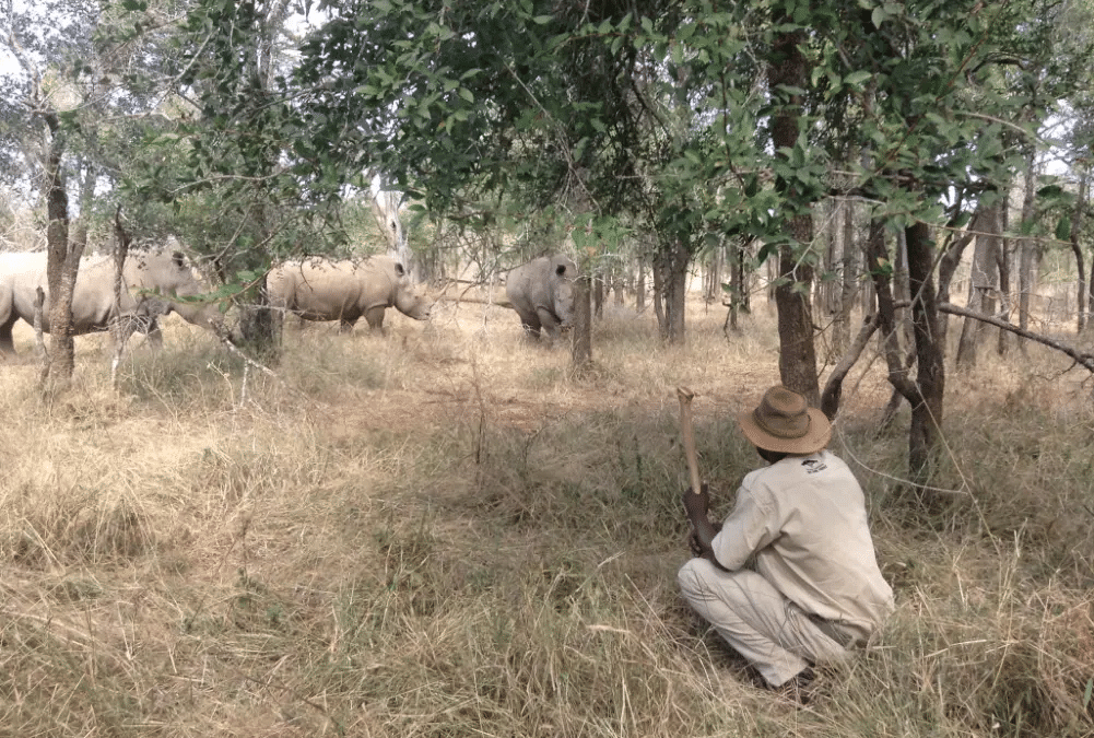 Walking with rhino – too close for comfort