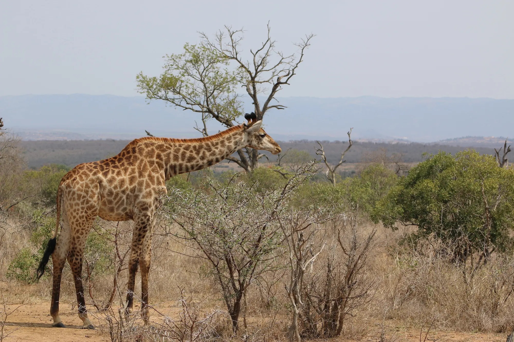 Giraffe in Mkhaya Game Reserve, Eswatini