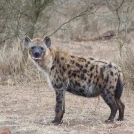 Hyena in Kruger National Park