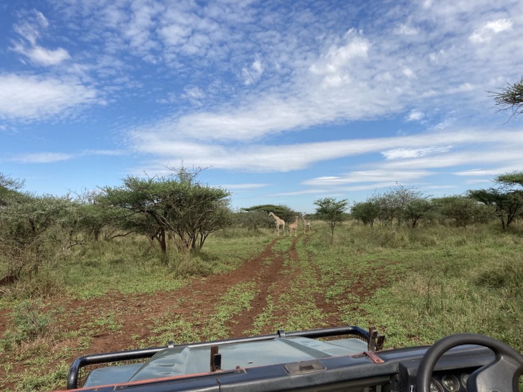 giraffes in the distance on safari