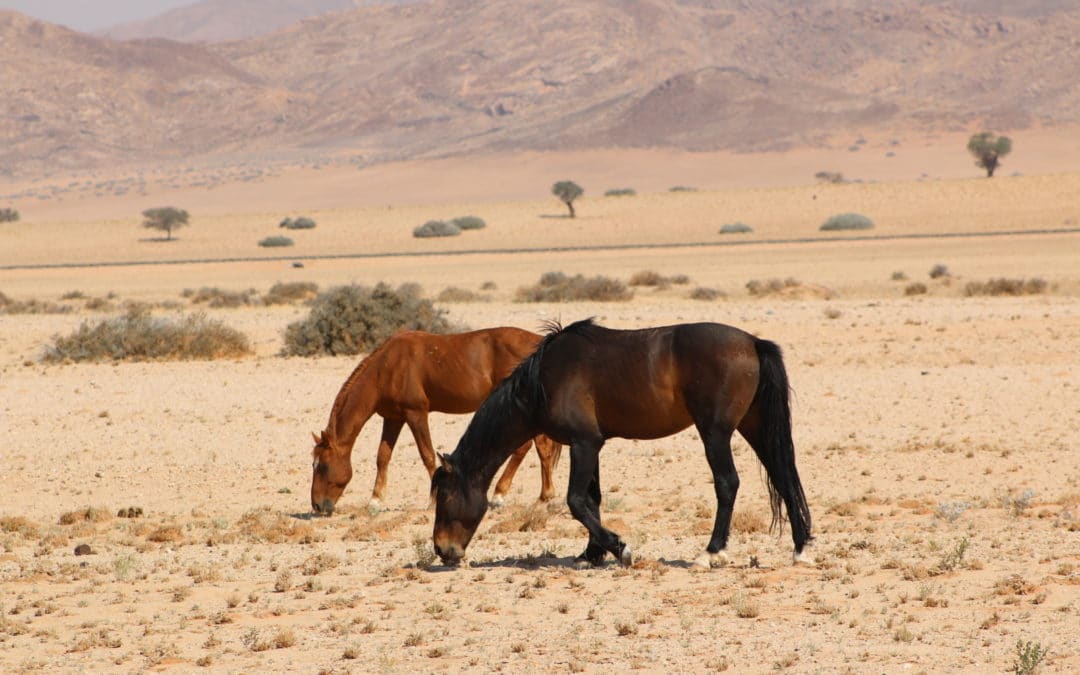 Where have Namibia’s wild horses come from?