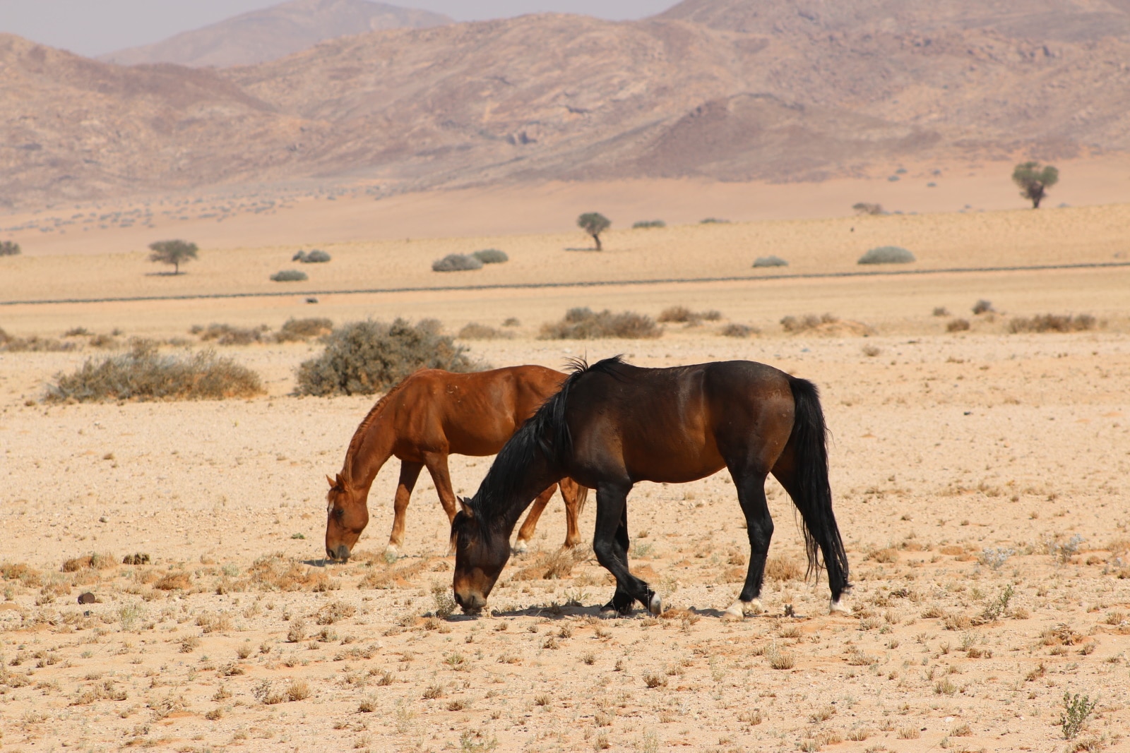 Namibia's wild horses