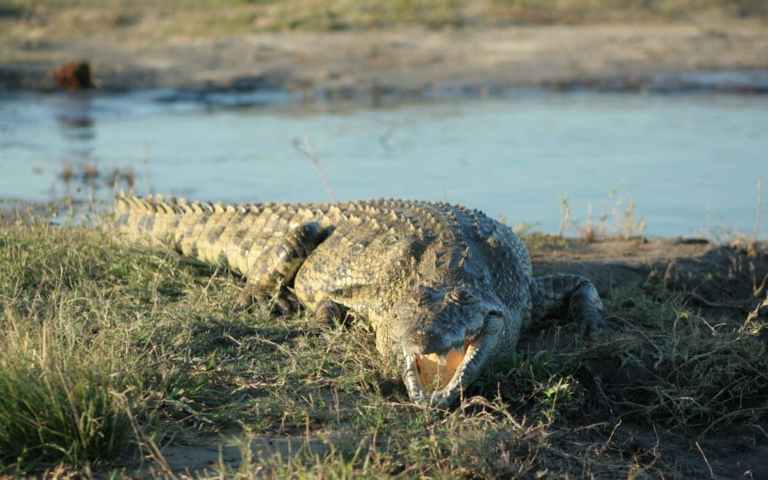 Crocodile facts