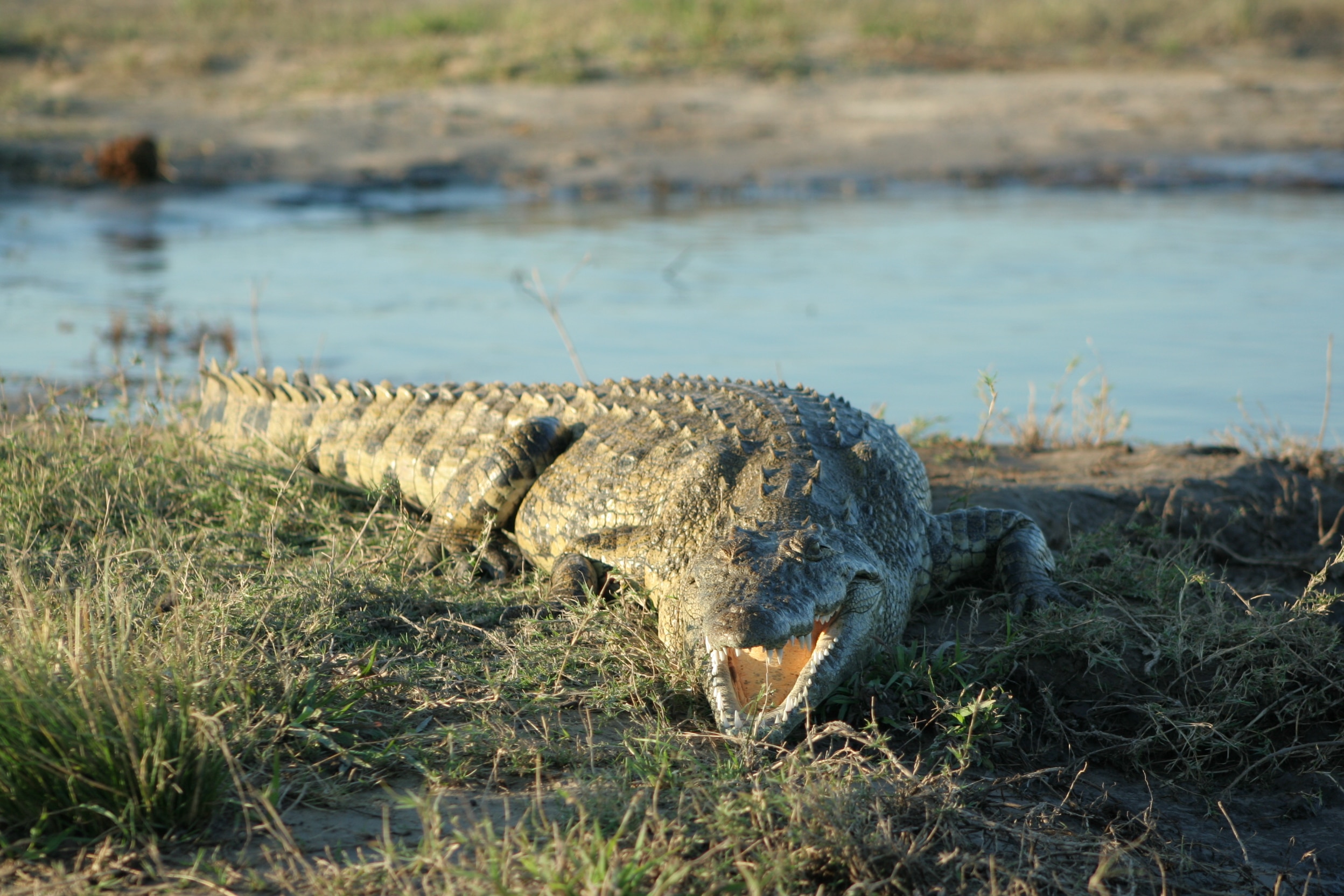 Crocodile on riverbank