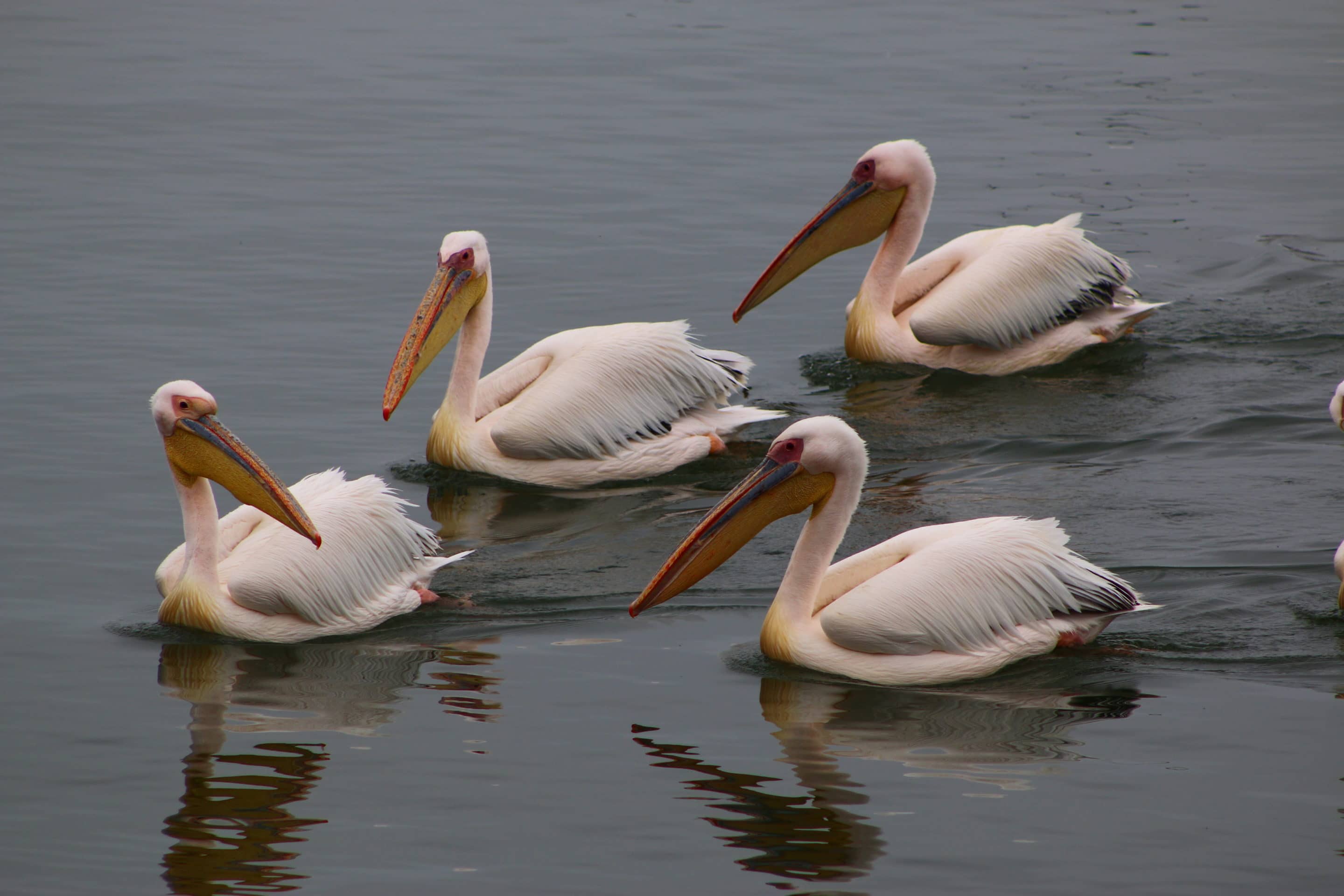 Pelicans floating in Walvis Bay Namibia