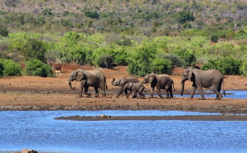 elephants in Mozambique