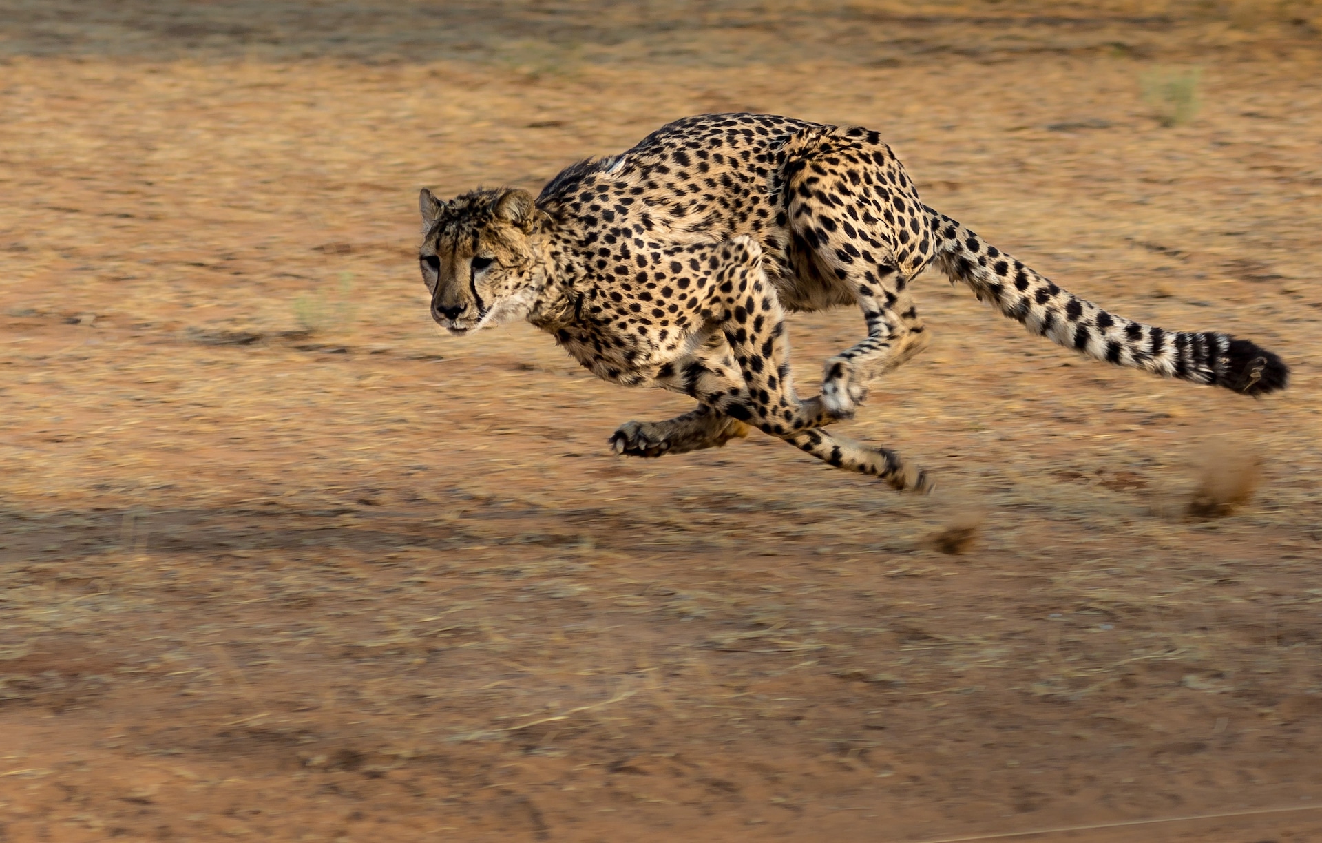 hunting cheetah