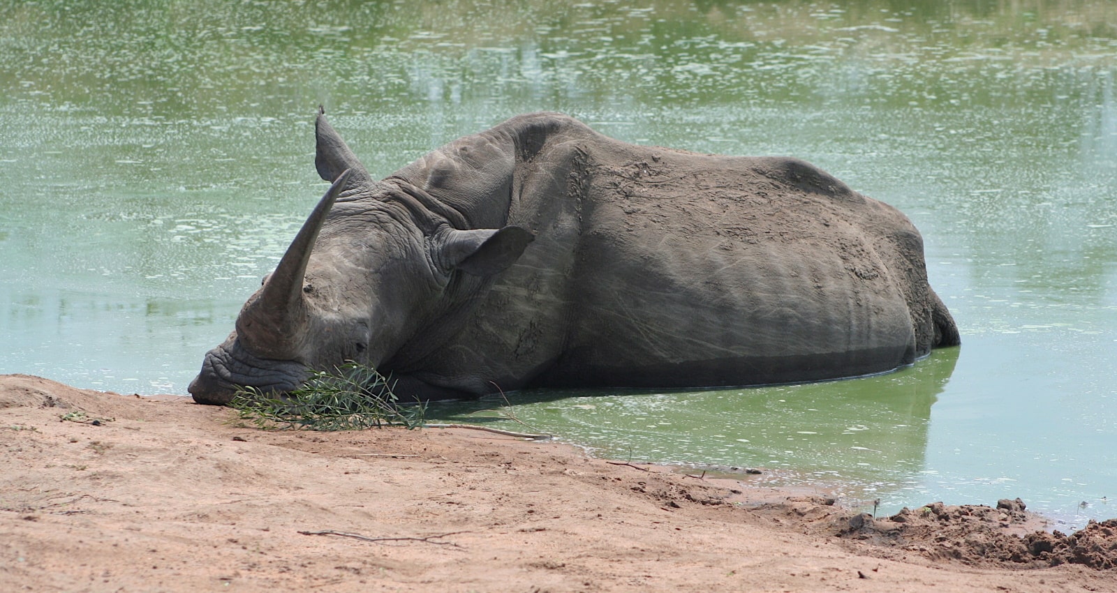 rhino - learn about Eswatini wildlife