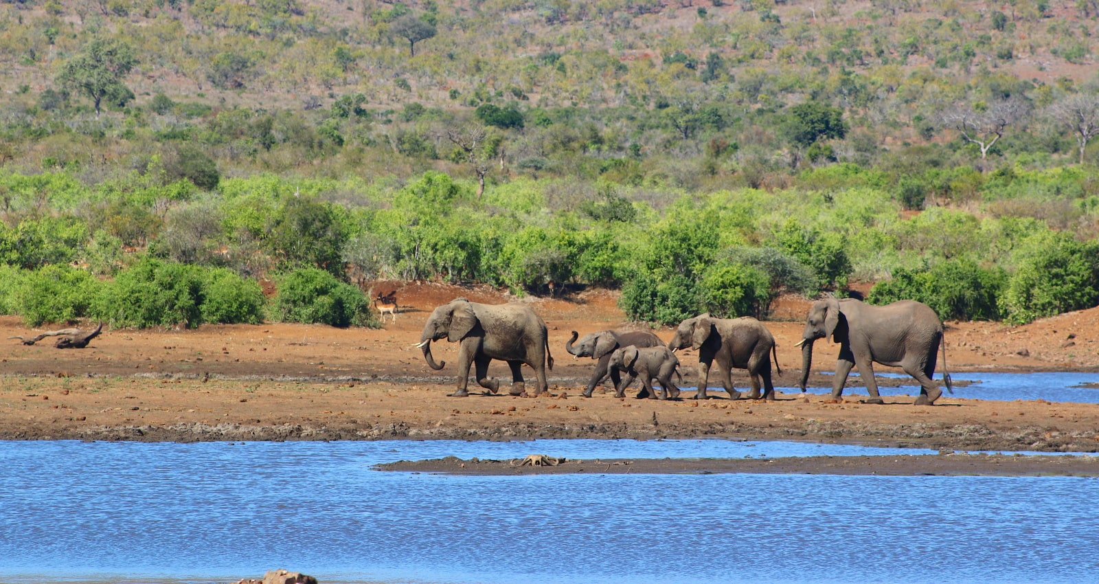 Elephants in South Africa