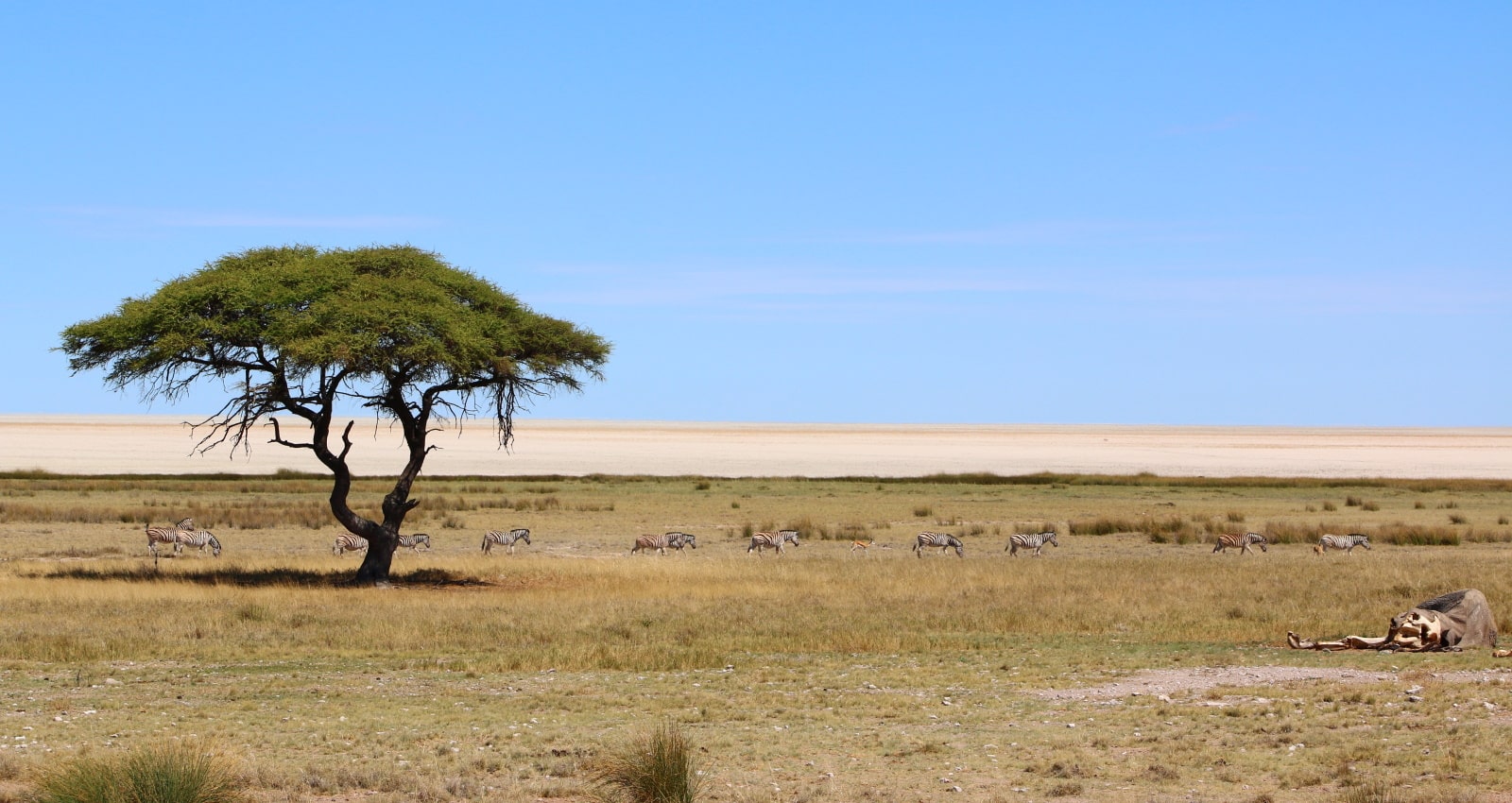 African savannah of Etosha