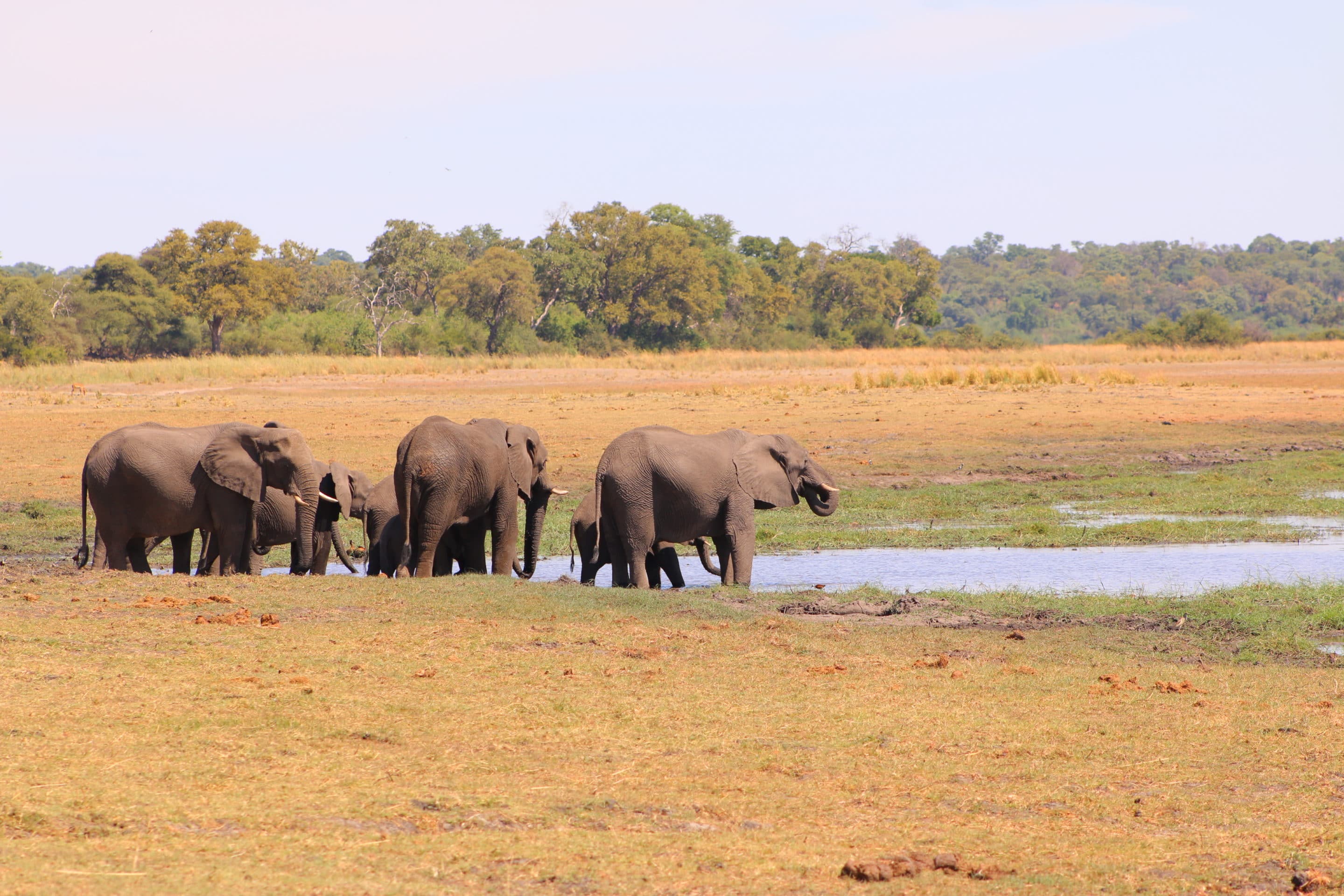 Elephants drinking water on Caprivi Strip