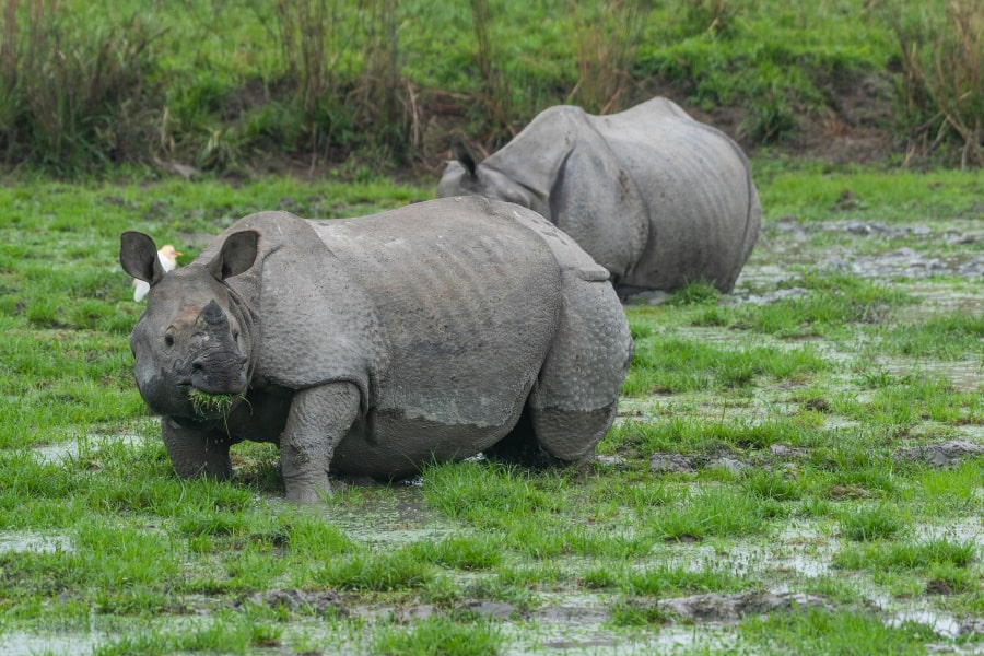 indian big five wildlife