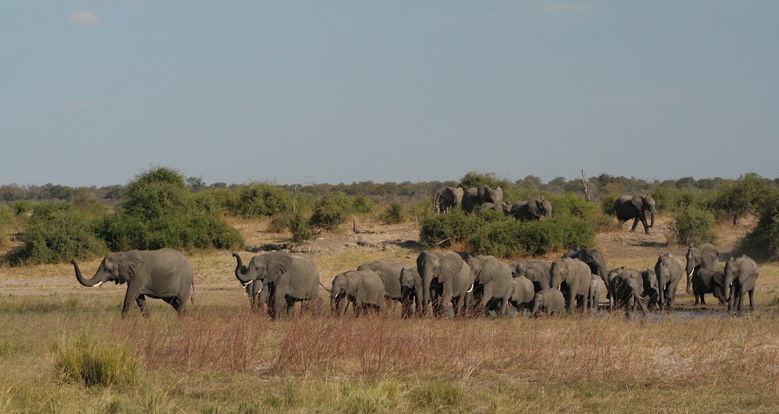 a large herd of elephant in Botswana