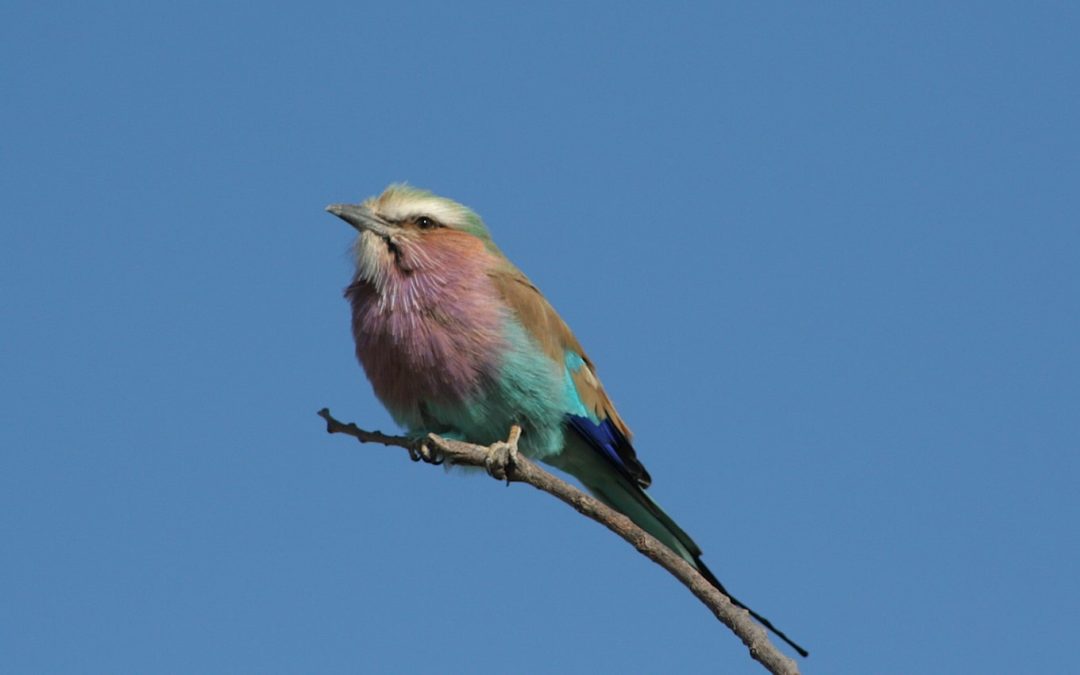 Lilac-breasted Roller – A Bird of Many Colours
