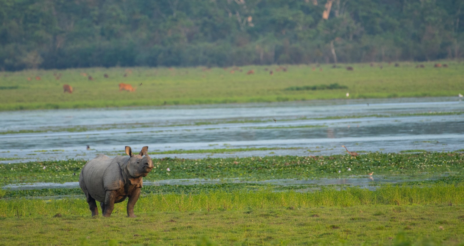 Indian rhino - Indian Cultural Exploration