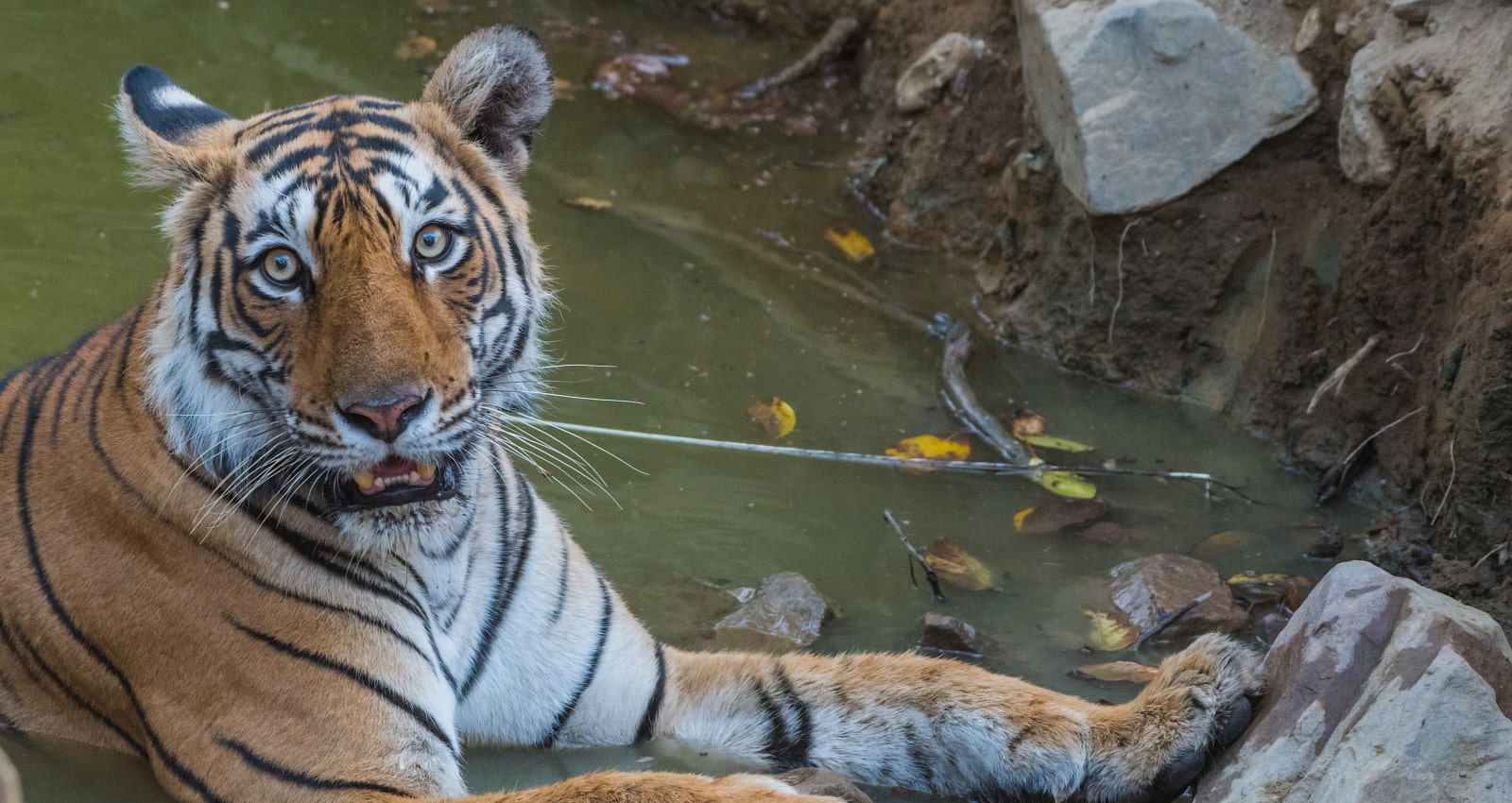 Bengal tiger on the Travel India 2024 Itinerary