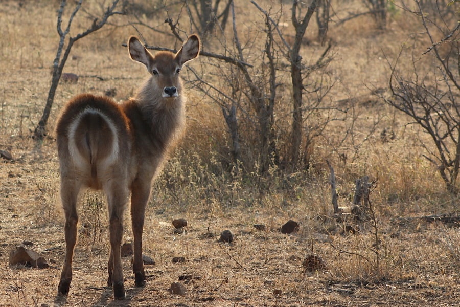 african wildlife