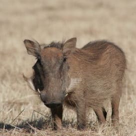 Warthog in Eswatini