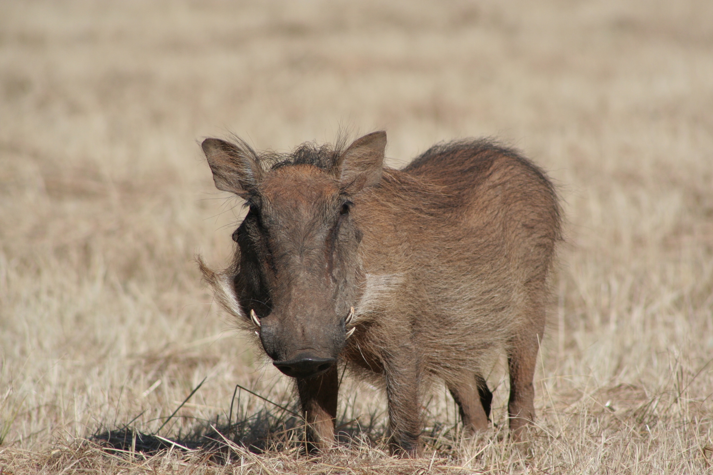 Warthog in Eswatini