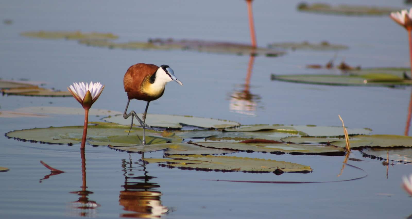 African jacana on a Botswana safari