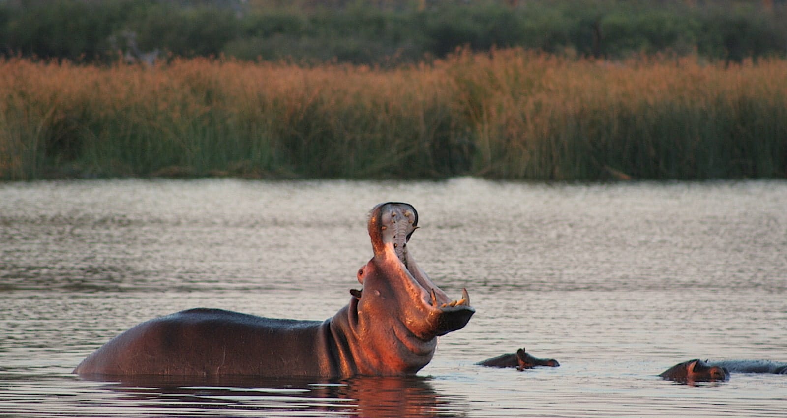 hippo gaping whilst on a wilderness camping safari