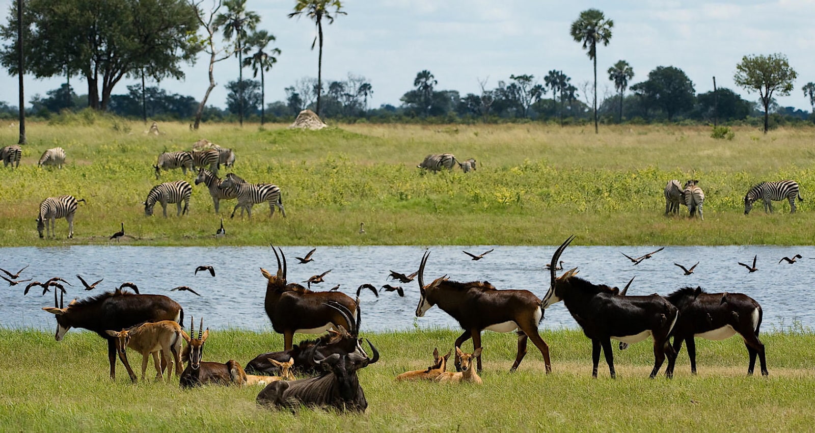 wildlife Guide to Zimbabwe