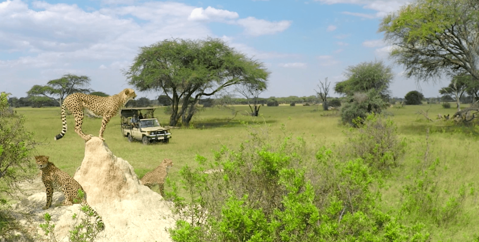 Travel Guide To Zimbabwe, An Exciting Safari Destination - Sense Earth