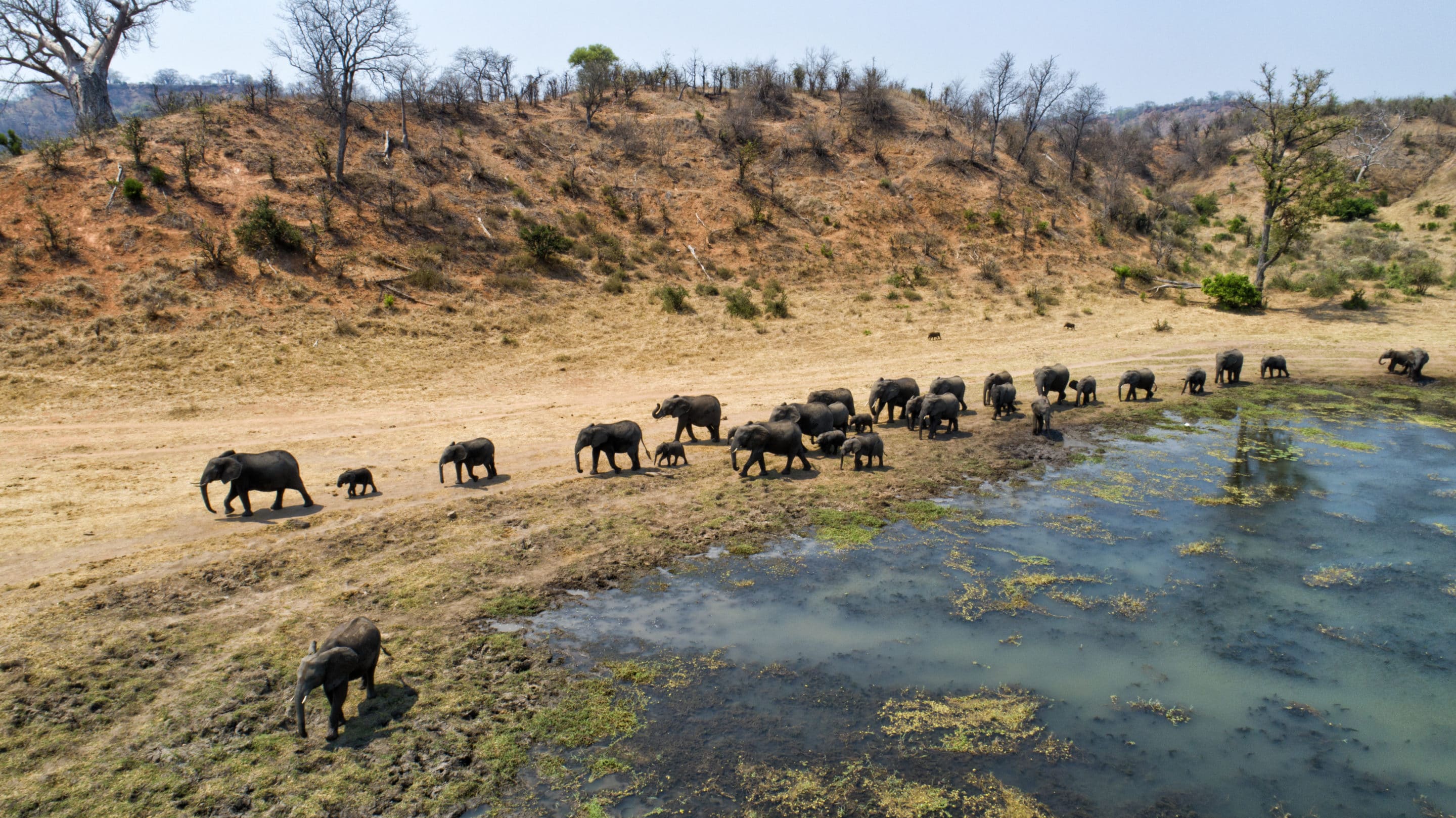 safari in Zimbabwe