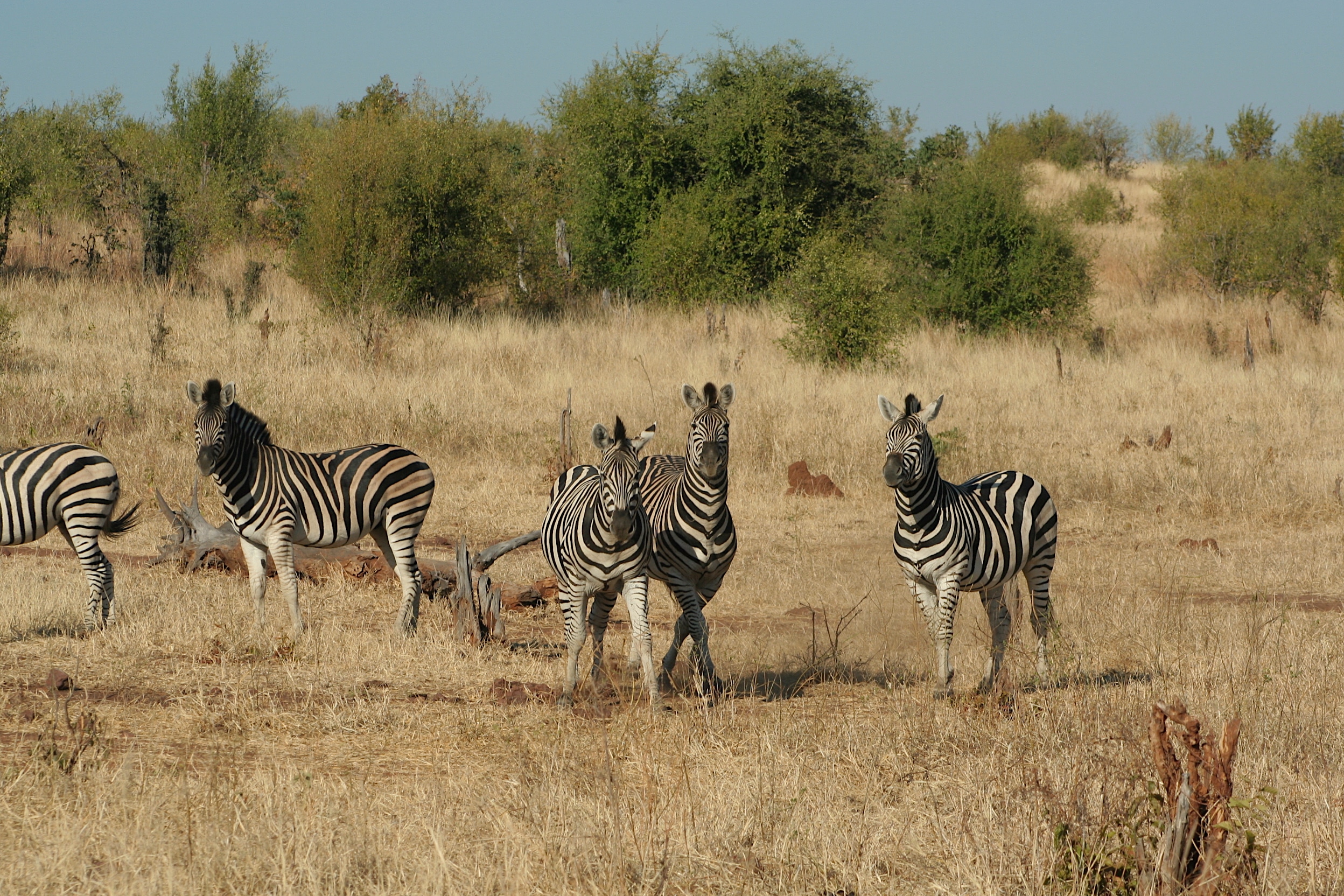 a dazzle of zebra in Africa