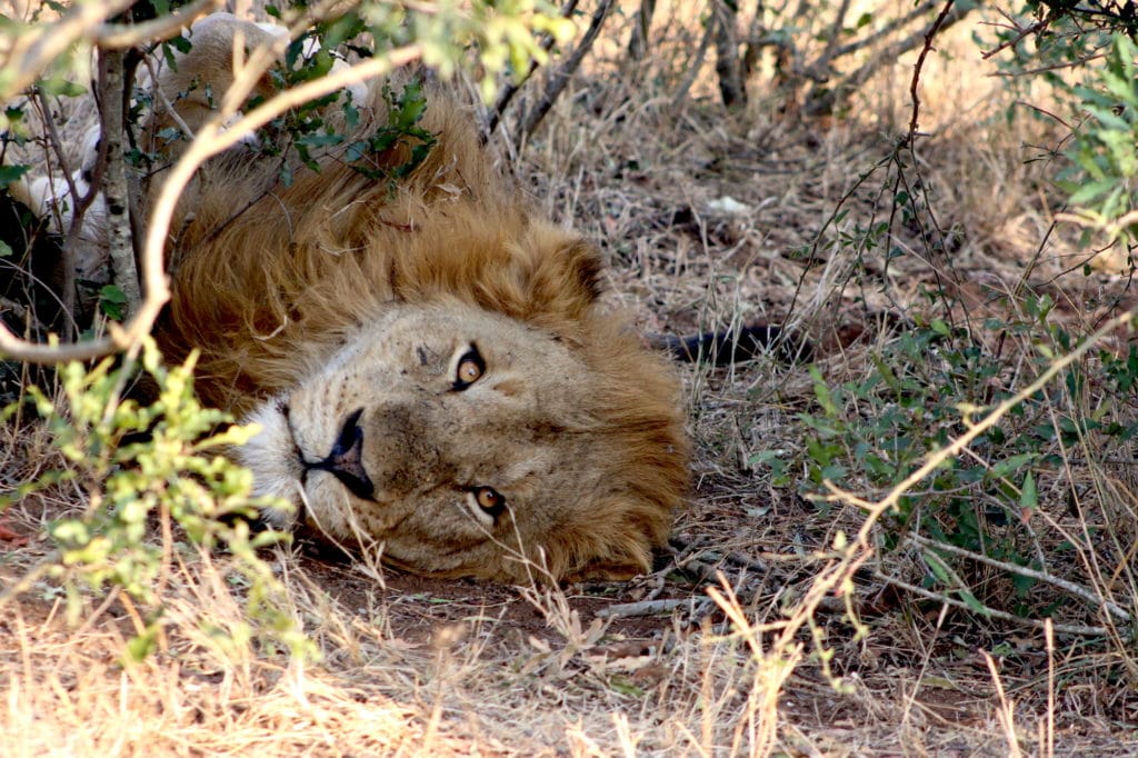 A male lion lying in the bush - Kruger's Carnivores