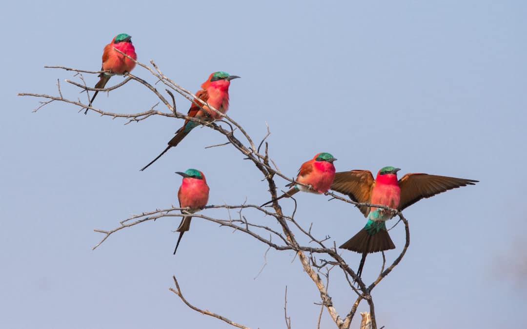 Which African Countries have the Best Birdwatching